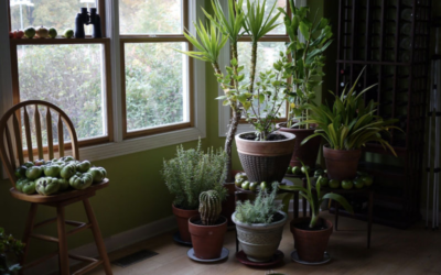 5 Houseplants to Spruce Up Your Home